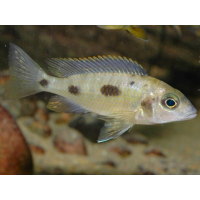 Otopharynx Lithobates